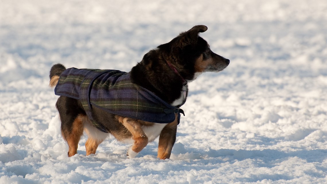 Tips for keeping pets safe during Colorado’s cold weekend