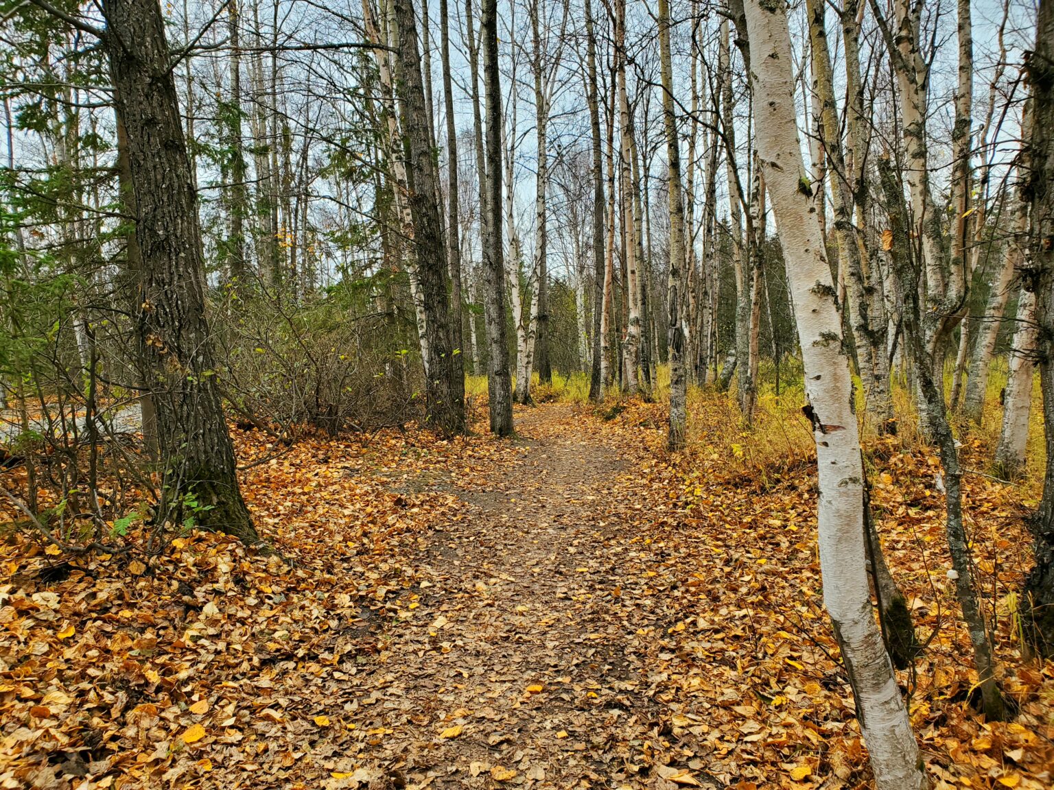 Trump Administration to Open Undeveloped Forests to Mining, Logging